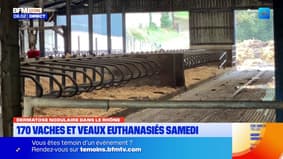 170 vaches et veaux euthanasiés samedi