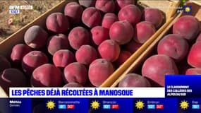 Manosque: les pêches déjà récoltées