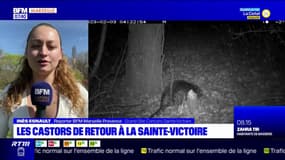 Les castors de retour à la Sainte-Victoire