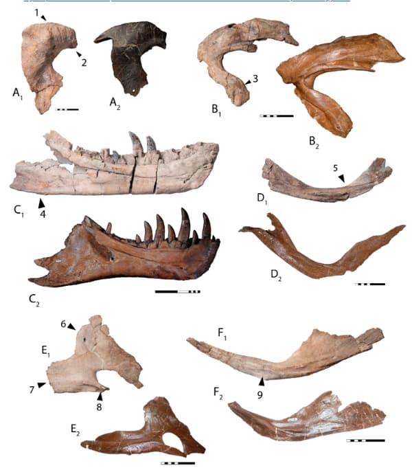 Comparaisons entre des éléments osseux du Tyrannosaurus mcraensis (lettres avec en indice le chiffre 1) et du Tyrannosaurus rex (lettres avec en indice le chiffre 2).