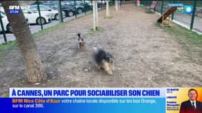 Cannes: le bilan du parc canin pour sociabiliser son chien