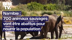  En Namibie, plus de 700 animaux sauvages vont être abattus pour nourrir la population victime de la sécheresse 