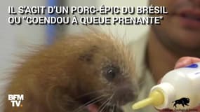 Ce bébé porc-épic vient de naître aux États-Unis et il est très rare