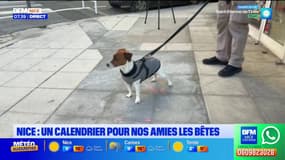 Nice : un calendrier de l'Avent pour nos amies les bêtes