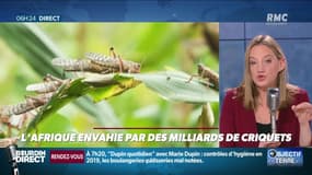Objectif Terre : L'Afrique envahie par des milliards de criquets - 03/02