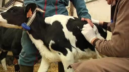 Soins d'un veau en Seine-Maritime. Le praticien et l'éleveur sont inquiets du projet de réforme de la délivrance en direct d'antibiotiques.