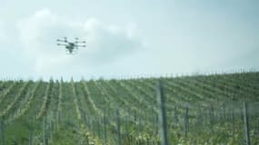 Un drone survolant un vignoble alsacien
