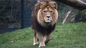 Un lion dans un enclos (photo d'illustration)