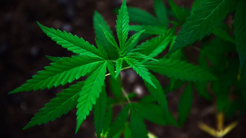 Plant de cannabis (photo d'illustration).