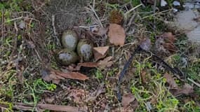En Normandie, les œufs des goélands sont stérilisés à l'aide d'une huile végétale pour réduire les nuisances.