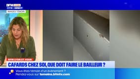 BFM Lyon et vous: face aux cafards dans les logements sociaux, que doit faire un bailleur?