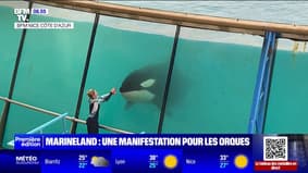 À Antibes, une manifestation pour demander le transfert des deux dernières orques de Marineland dans un sanctuaire marin