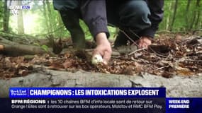 Champignons: comment éviter les intoxications, dont le nombre a doublé par rapport à l'an dernier 