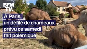 À Paris, un défilé de chameaux prévu ce samedi fait polémique