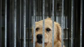 Un chien dans une cage de la SPA