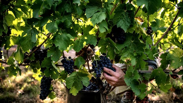 Le syndicat des vignerons des Côtes du Rhône accusé d'entente