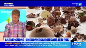 BFM Nord et vous: un bon début de saison pour les champignons dans le Nord-Pas-de-Calais