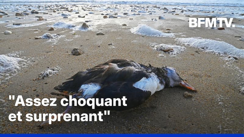ROBIN DE BFM - Des milliers d’oiseaux échoués sur le littoral atlantique en raison des tempêtes