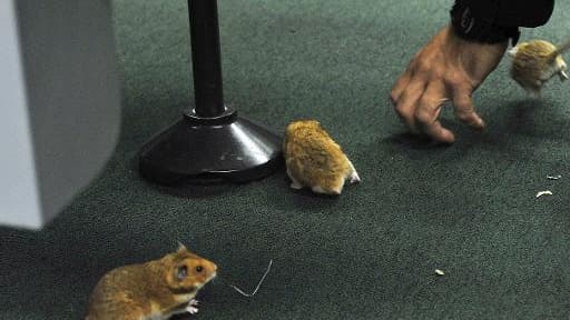 Photo fournie par le Parlement brésilien montrant des souris lors d'une audition relative au scandale de corruption Petrobras, à Brasilia le 9 avril 2015