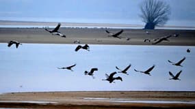 Des grues cendrées survolent le lac du Der, à Giffaumont-Champaubert (Marne), le 31 janvier 2025.