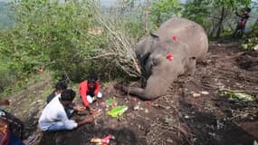 En Inde, la triste découverte de 18 dépouilles d'éléphants interroge
