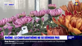 Rhône: le chrysanthème toujours indémodable pour la Toussaint
