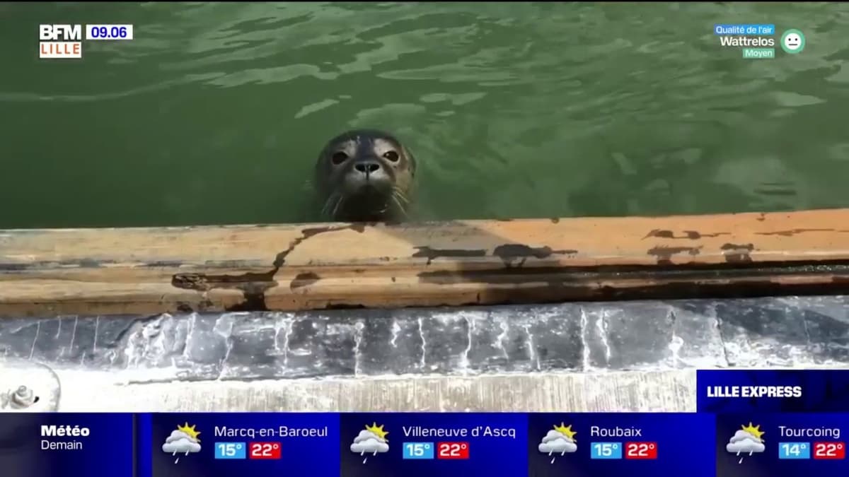 placeholder video