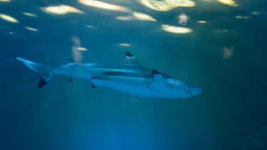 C'est la deuxième attaque de requin en 4 jours en Nouvelle-Calédonie.