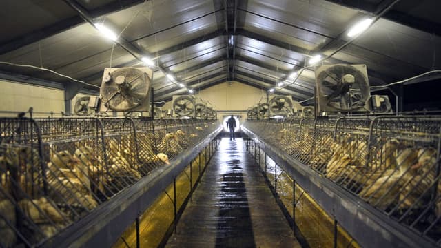 La production de foie gras devrait baisser d'au moins un tiers en 2016 dans la zone du sud-ouest.