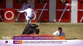 RMC chez vous : Vaches landaises, une tradition en sursis ? - 03/12