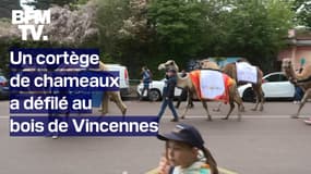 Une cinquantaine de chameaux a défilé au bois de Vincennes ce samedi après-midi 