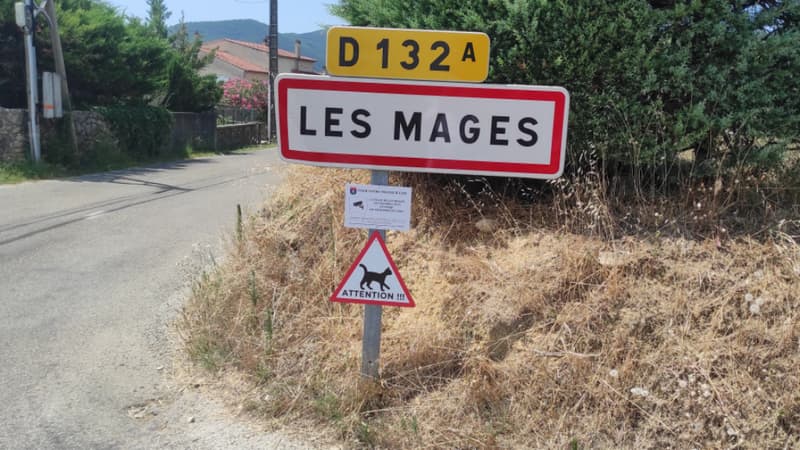 Des panneaux "attention aux chats" implantés dans le village de Les Mages (Gard) à l'initiative de l'association Les chats mages, en juillet 2024.