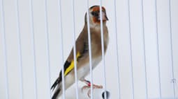 Un oiseau en cage (photo d'illustration).