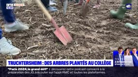 Bas-Rhin: des collégiens de Truchtersheim se lancent le défi de planter 650 arbres