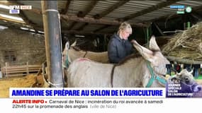 Une Maralpine se prépare à participer pour la première fois au Salon de l'agriculture