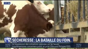 Sécheresse: l’agriculture française en souffrance