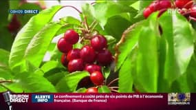 Pénurie de main d’oeuvre agricole: ouverture des frontières pour les travailleurs européens étrangers