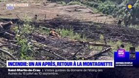 Un an après, retour dans le massif de la Montagnette ravagé par un incendie l'an dernier