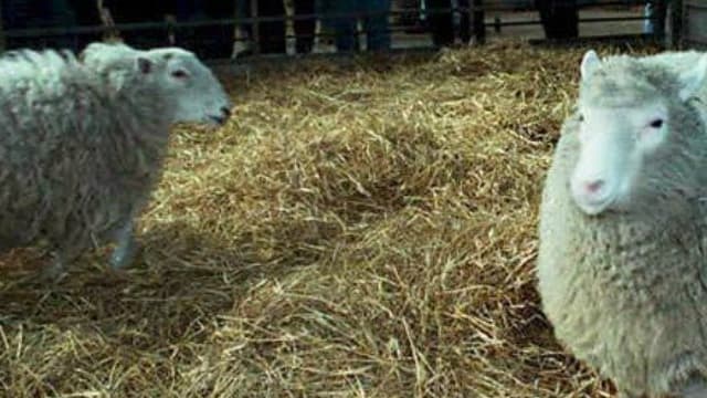 Dolly (au centre) dans un enclos du Roslin Institute en Ecosse en 1997.