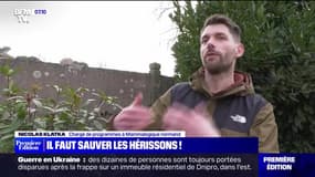 Il faut sauver les hérissons ! - 16/01