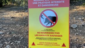 La municipalité marseillaise a interdit le nourrissage des sangliers pour éviter leur prolifération dans le quartier de Luminy, à Marseille, en novembre 2023. 