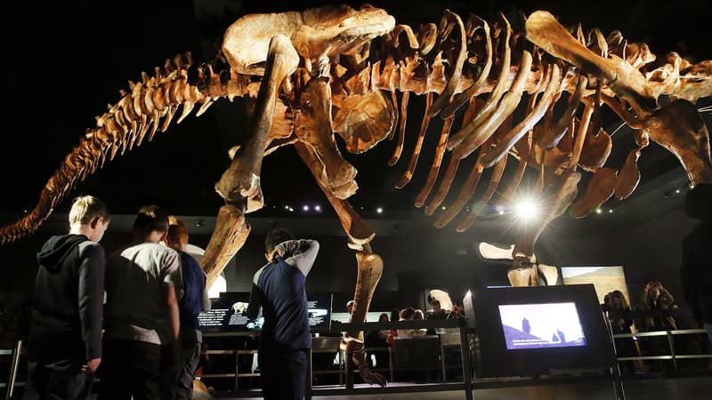 Une réplique de l'un des plus grands dinosaures jamais découverts est dévoilée au Musée américain d'histoire naturelle le 14 janvier 2016 à New York. Le dinosaure appartient à la famille des titanosaures et a été découvert par des paléontologues dans le désert de Patagonie en Argentine, en 2014. (Photo d'illustration)