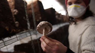 Un champignon shiitake au "Bunker comestible" de Strasbourg (illustration)