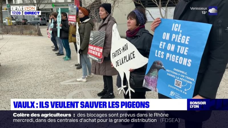 Vaulx-en-Velin: une association veut sauver les pigeons