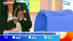 Bêtes de Provence: deux chatons errants à Marseille à adopter
