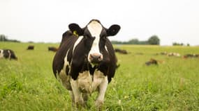 Les éleveurs laitiers français réclament une hausse de trois centimes du prix par litre de lait.