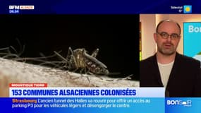 Alsace: 153 communes colonisées par le moustique tigre