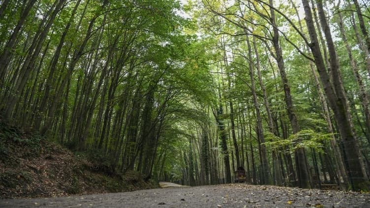 Une forêt - Image d'illustration