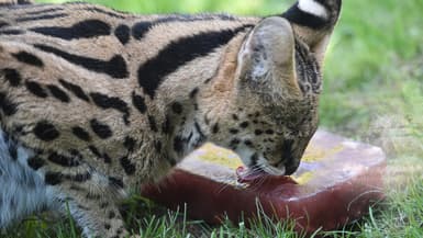 Un Serval au zoo de la Flèche, en France, le 3 août 2018.