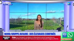 Bonsoir Lille du mardi 6 janvier 2026